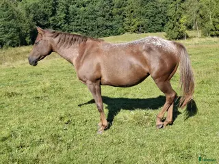 hästar Fint Appaloosa sto - Annons 5