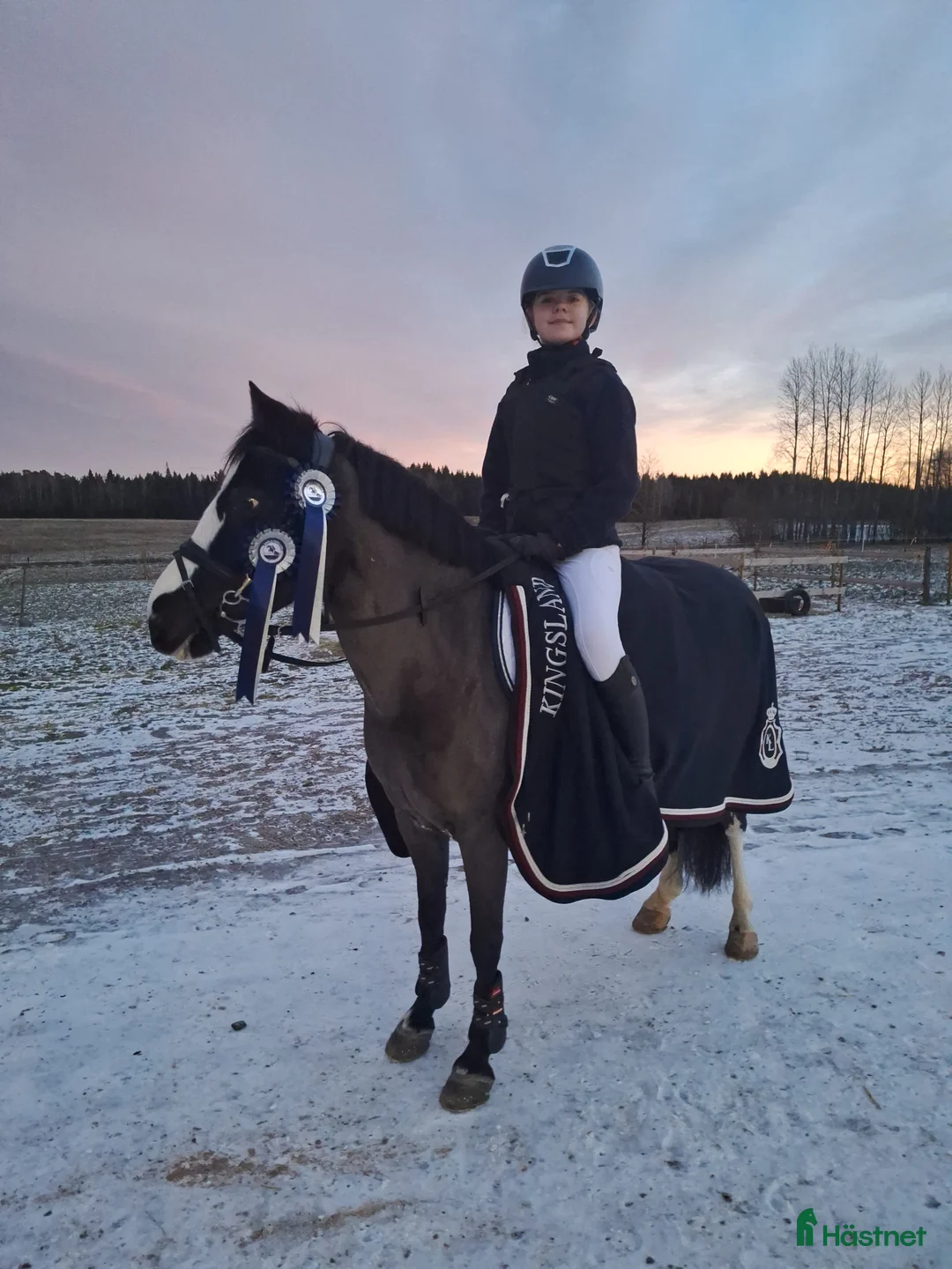 Allround hästar till salu: Bästa vän och träning/tävlingskompis - Annons 1