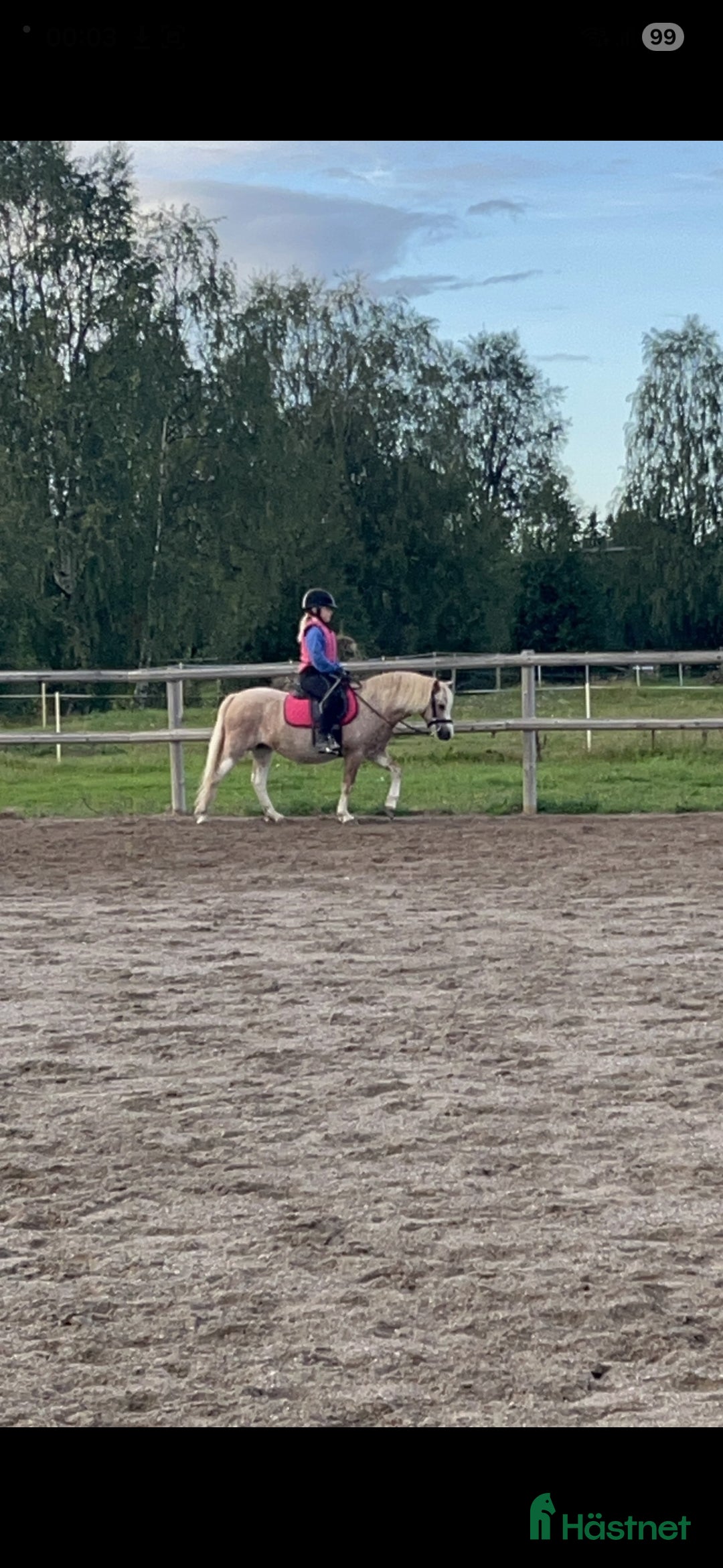 Allround hästar till salu: Söta Dolly söker ny familj - Annons 3