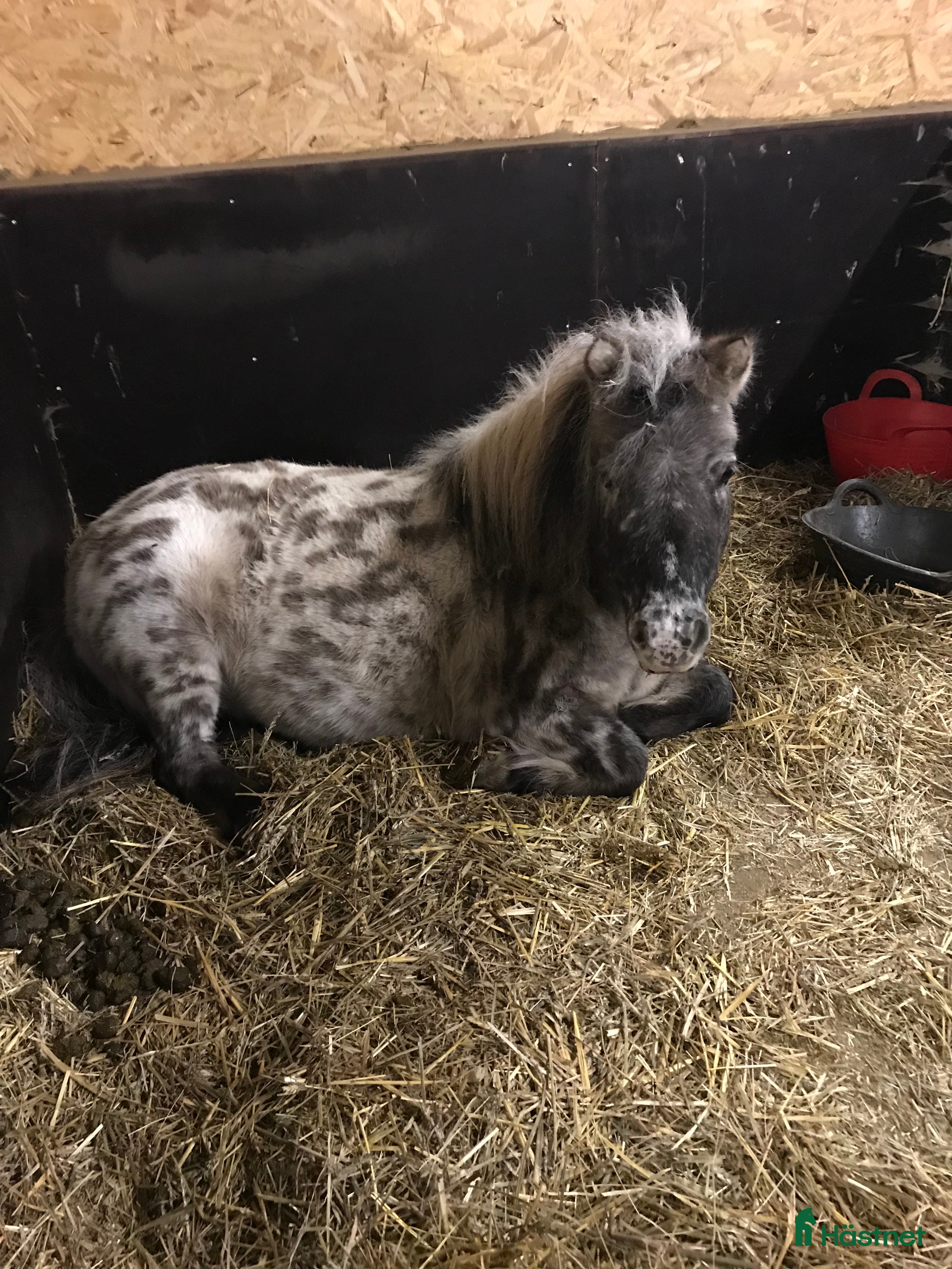  medryttarhäst finnes: Korven söker medryttare i Vikingstad - Annons 11