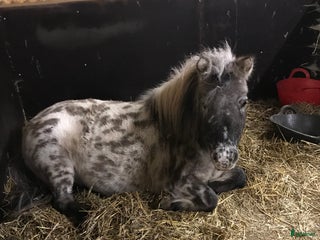 medryttarhäst finnes: Korven söker medryttare i Vikingstad - Annons 20