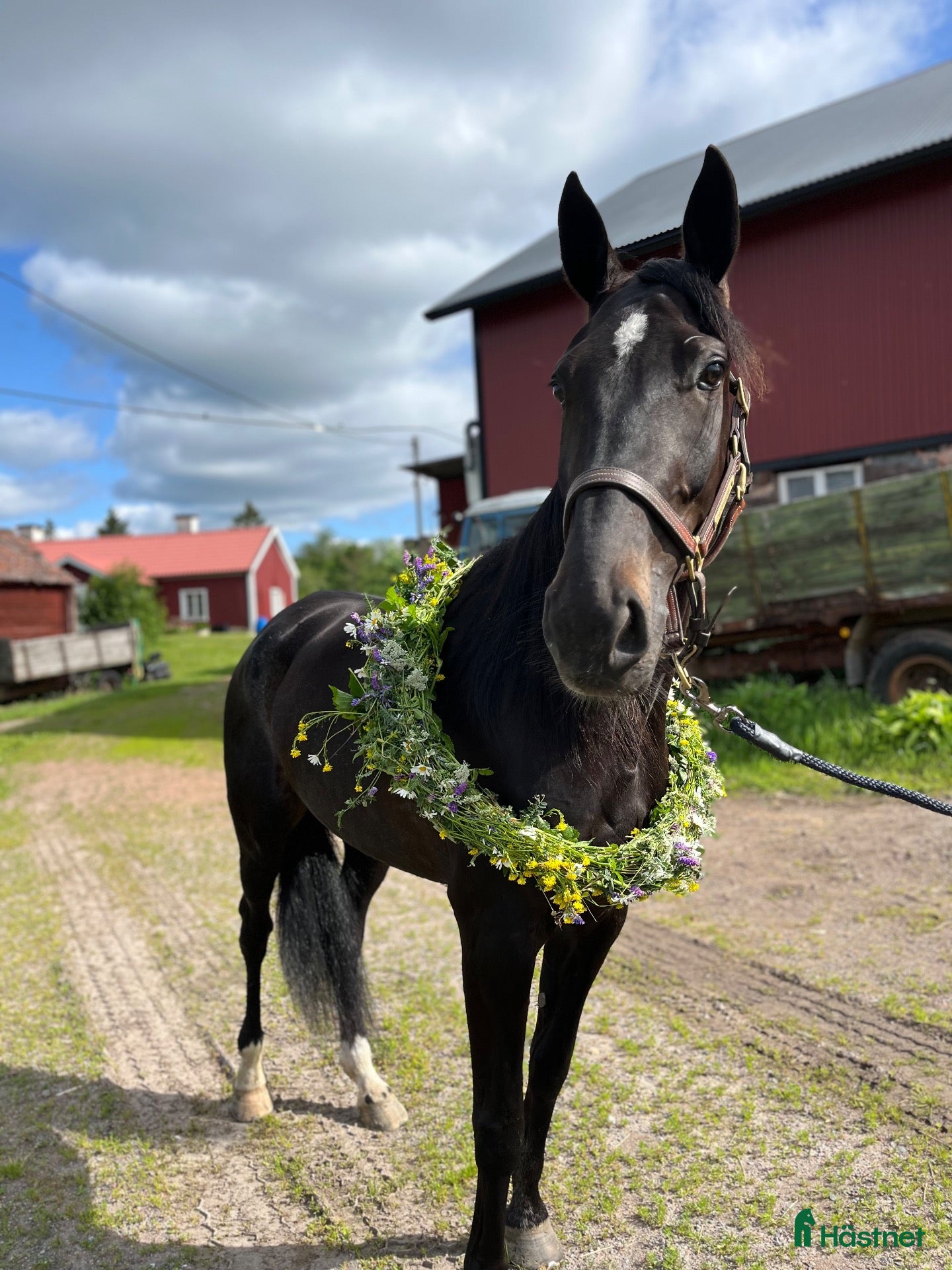  hästar Ridtravare - Annons 13