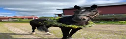 Allround hästar till salu: Ridtravare - Annons 1