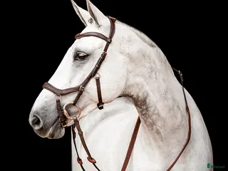 Träns hästutrustning Micklem träns - Annons 1