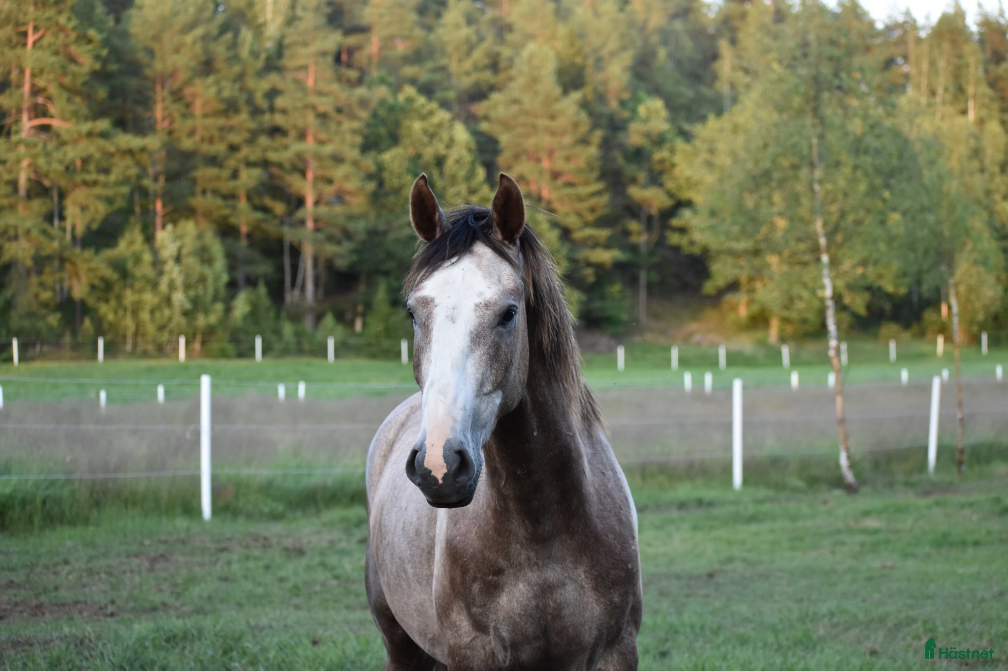  hästar Trevlig välstammad valack! - Annons 2