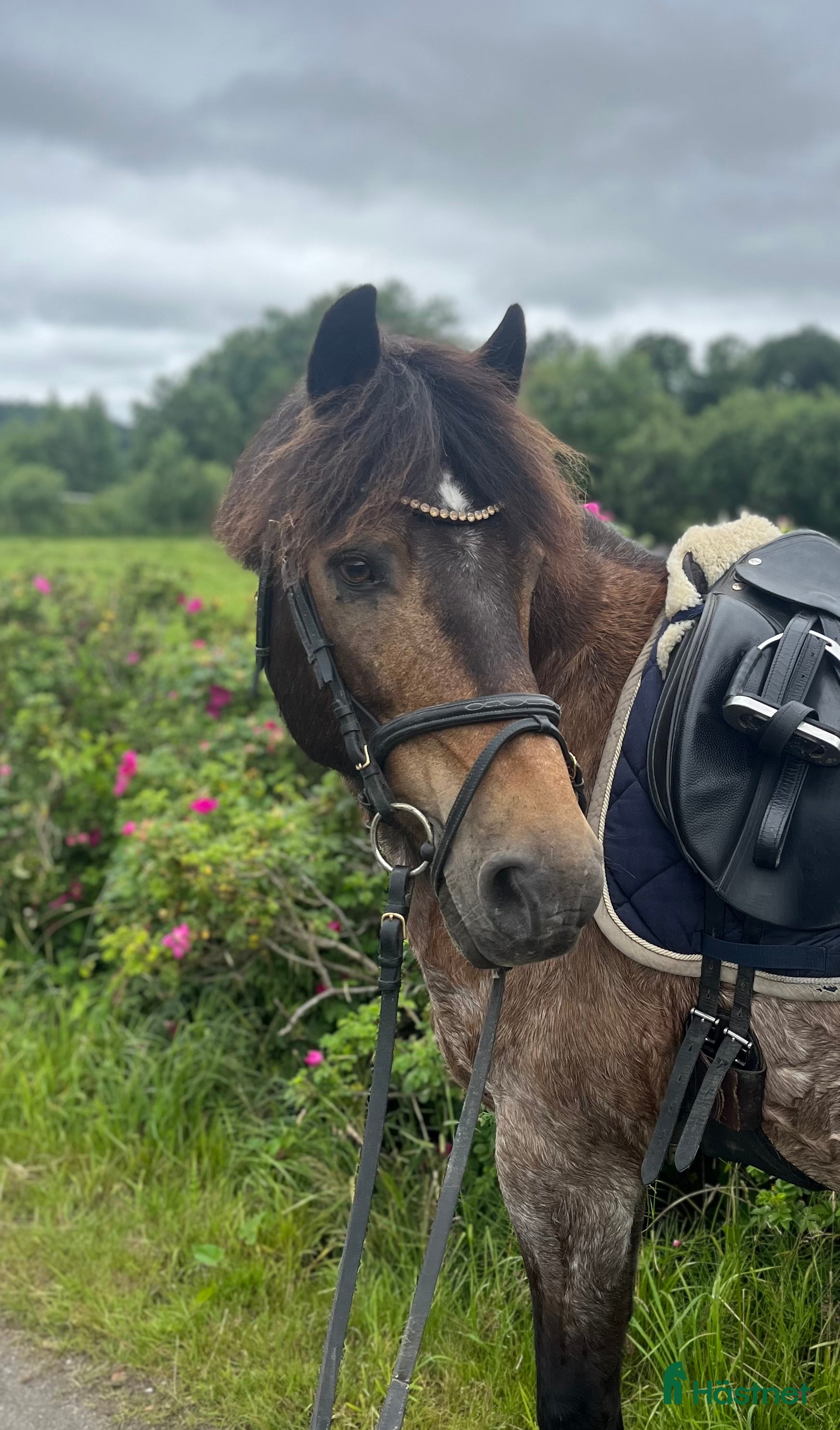  hästar Läromästare  i Lindome - Annons 15