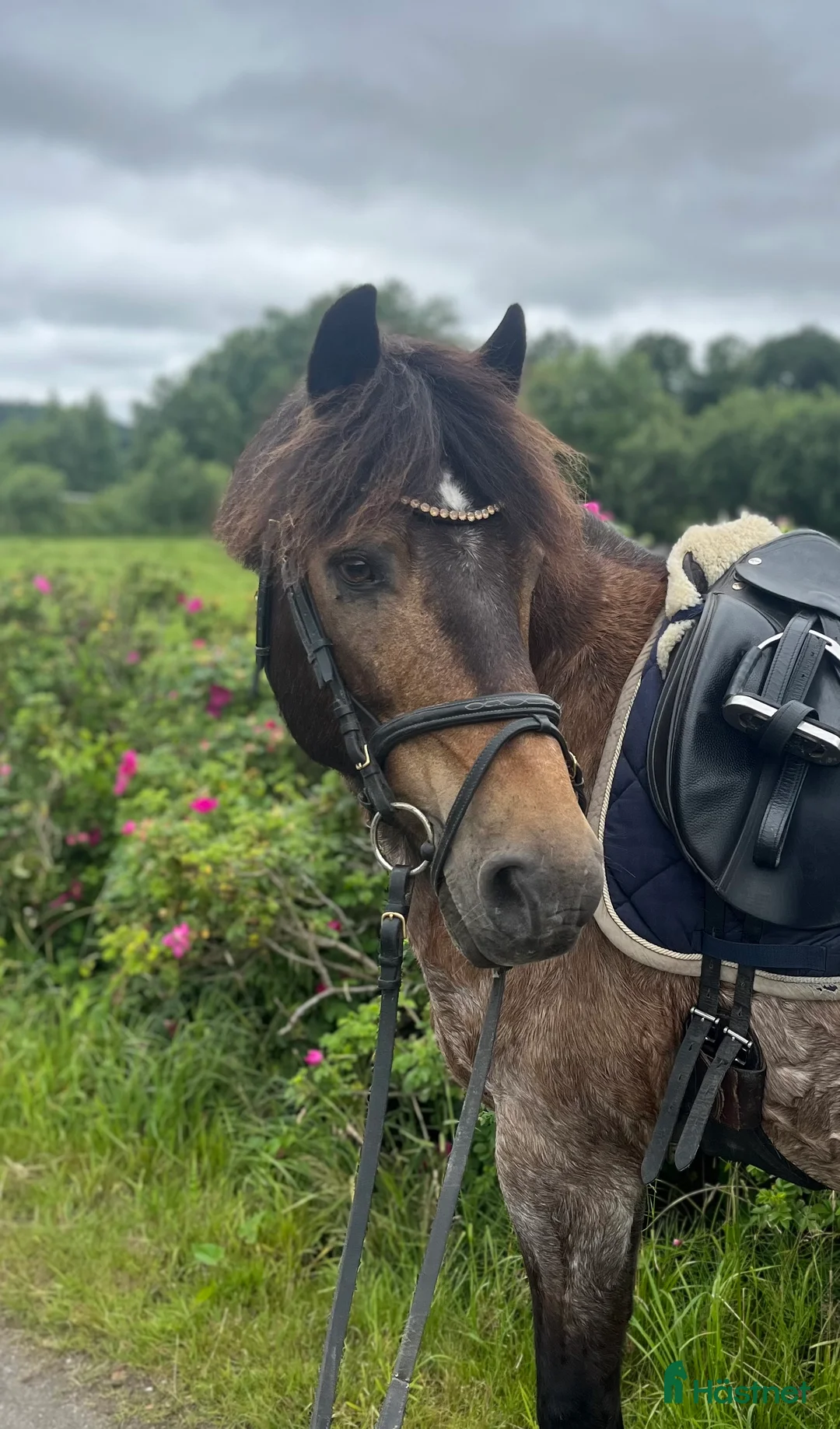 Allround hästar till salu: Läromästare  i Lindome - Annons 1