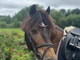 hästar Läromästare i Lindome - Annons 15
