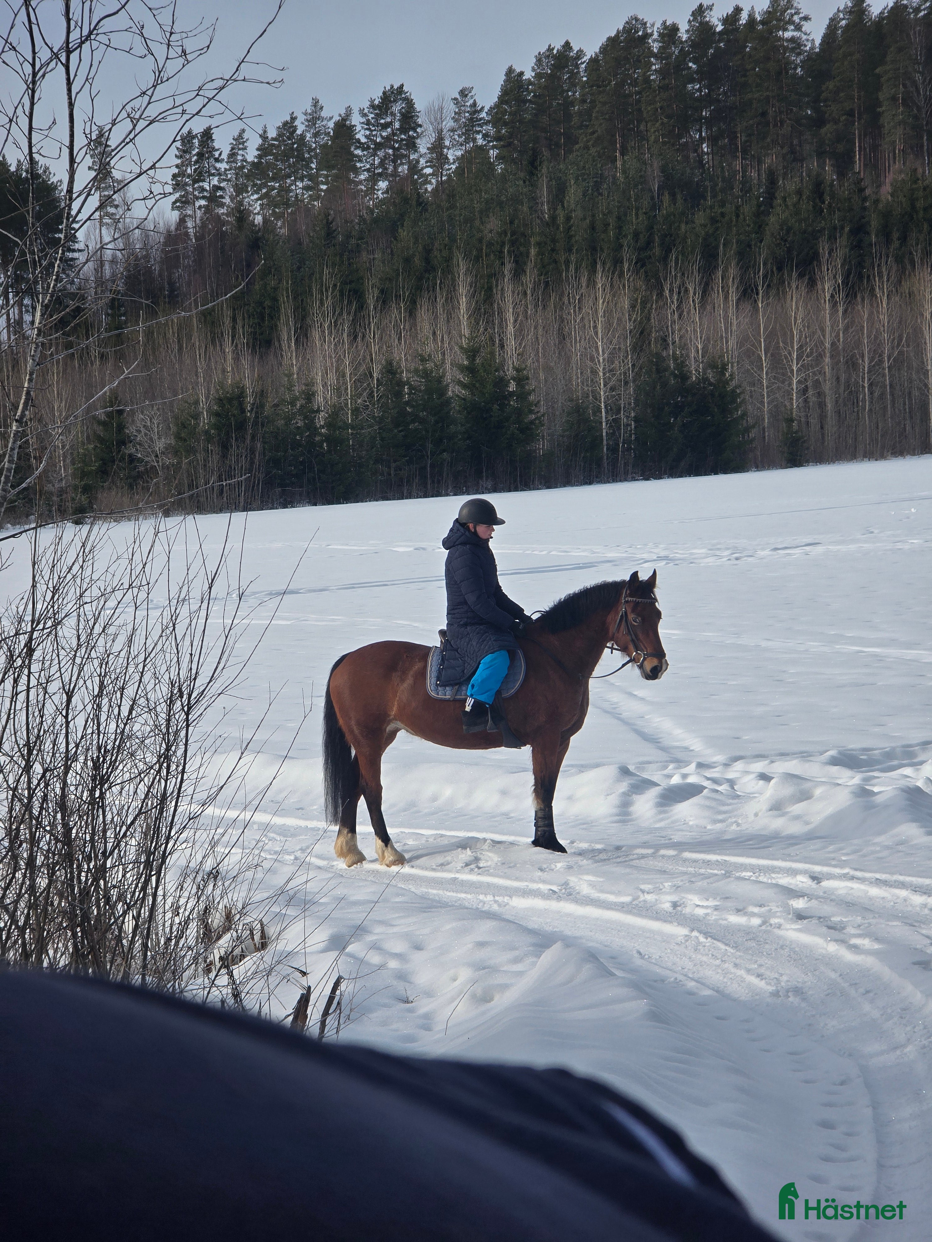 hästar Framåt welsh cob sto i Deje - Annons 1