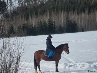 hästar Framåt welsh cob sto i Deje - Annons 2