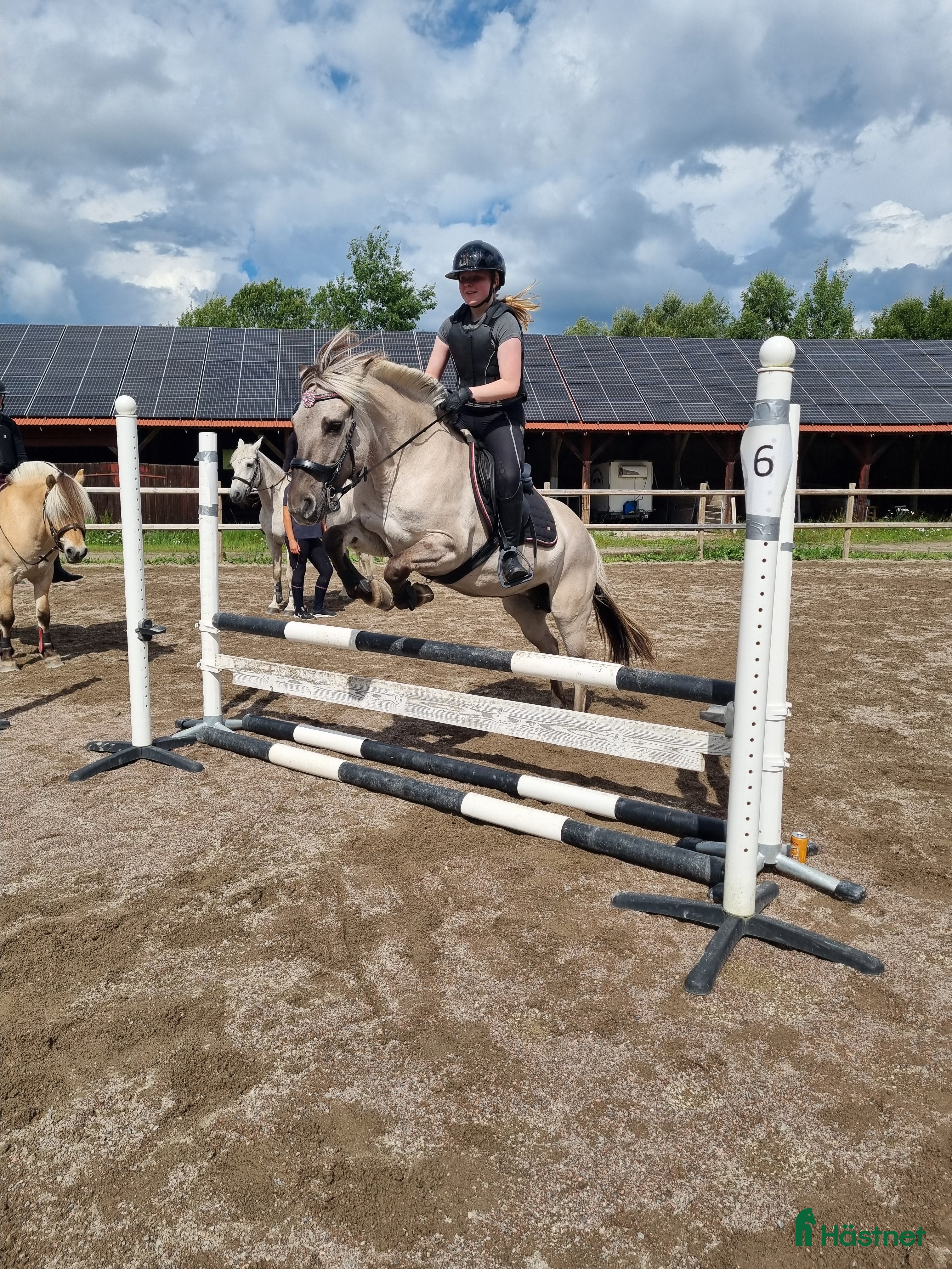  hästar Havanna 3561  - Annons 10