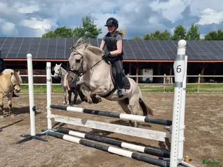 hästar Havanna 3561 - Annons 10