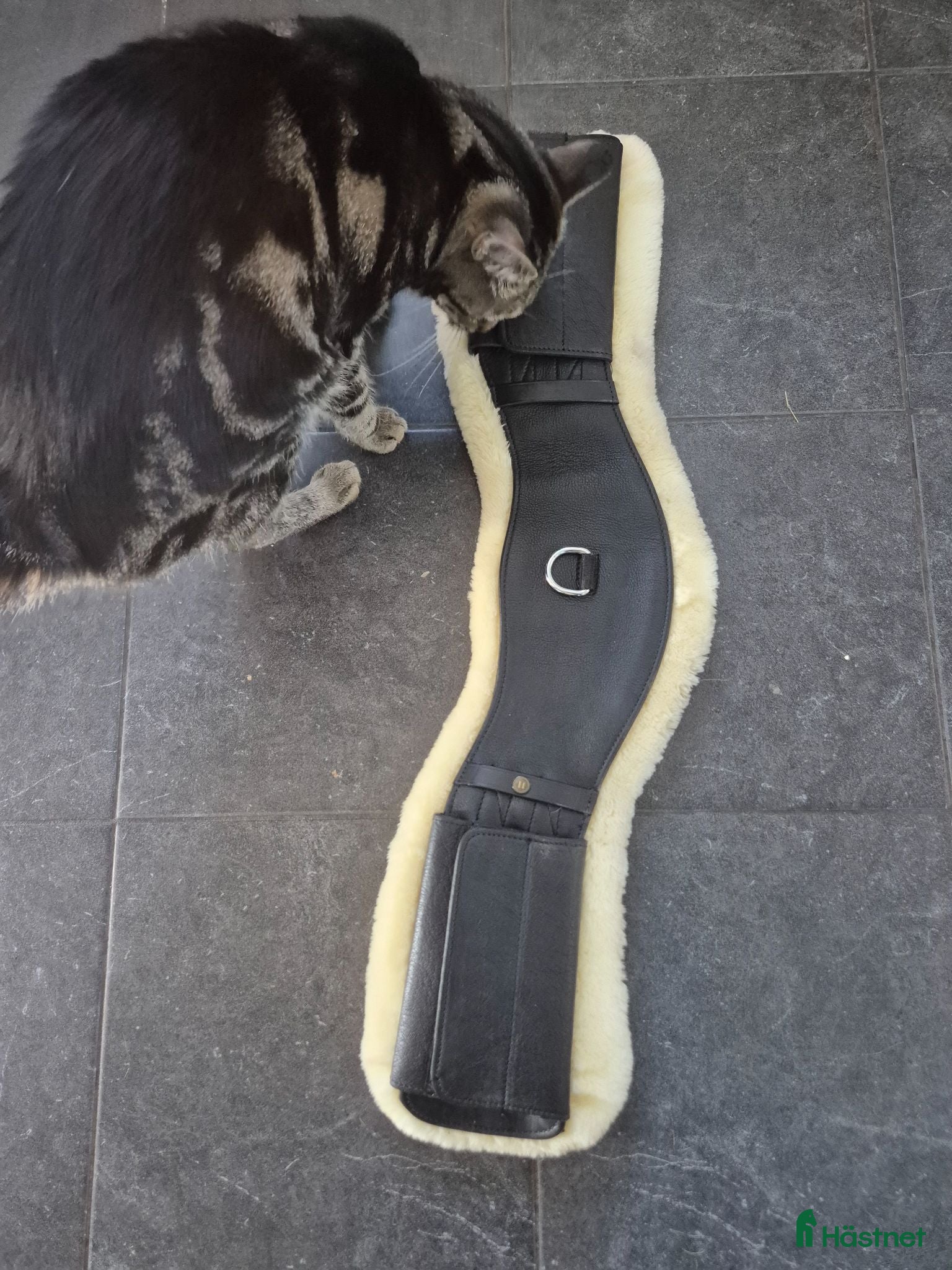 Sadeltillbehör hästutrustning Dressyrgjord 65 cm - Annons 2