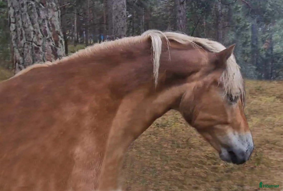 Allround hästar till salu: Vackert gotlandsruss med ett hjärta av guld i Visby - Annons 8