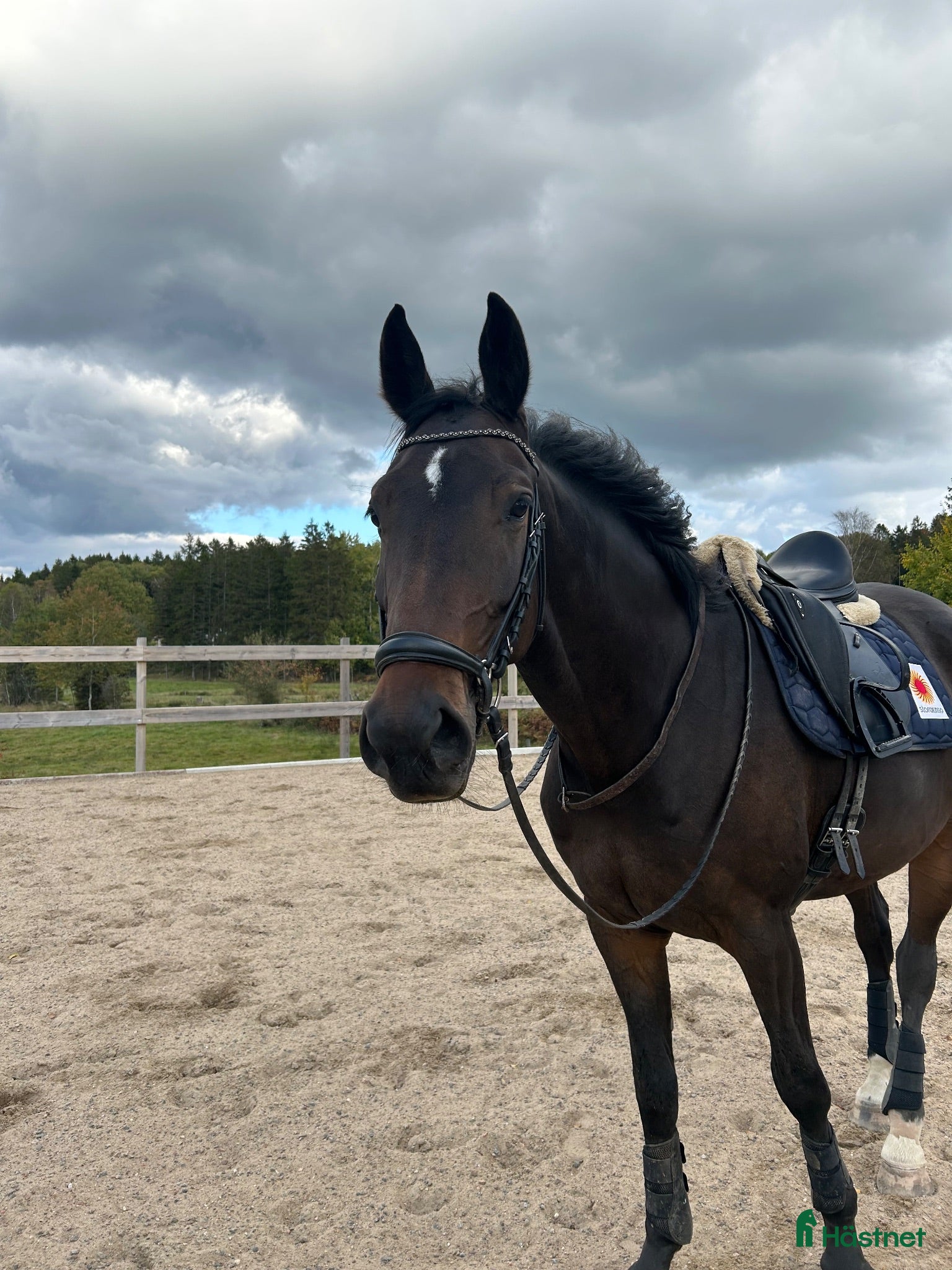  hästar 5-årig valack e:King Olymbrio L - Annons 20