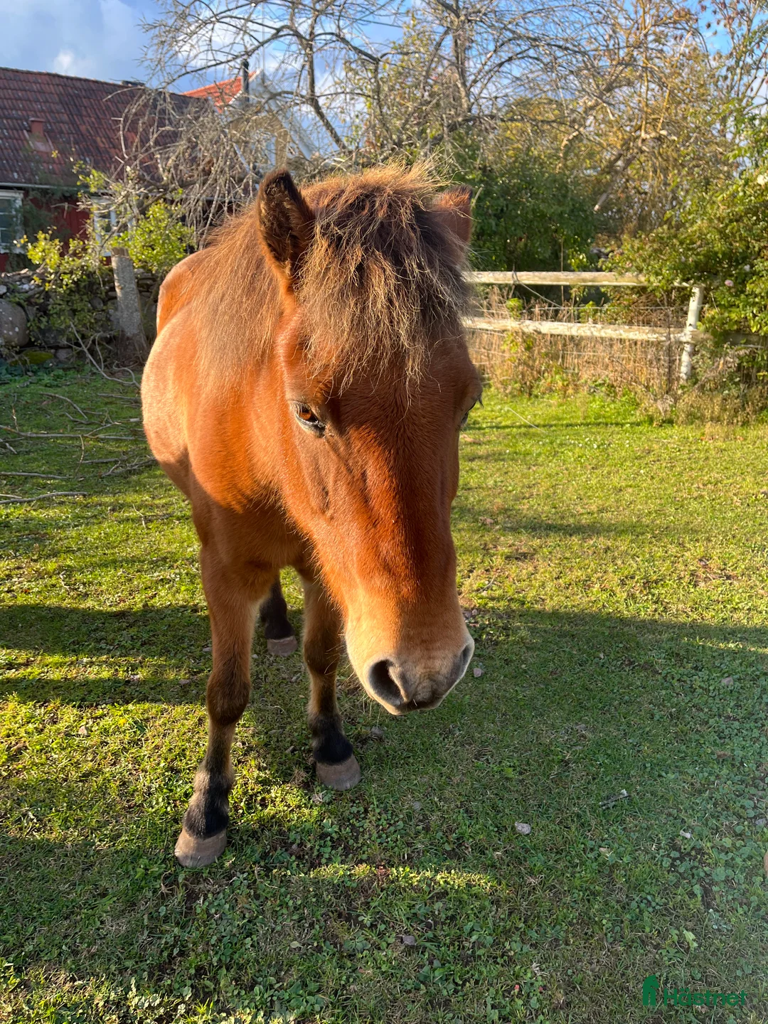 Island hästar till salu: Triangelmärkt trevligt sto 24 år - Annons 3