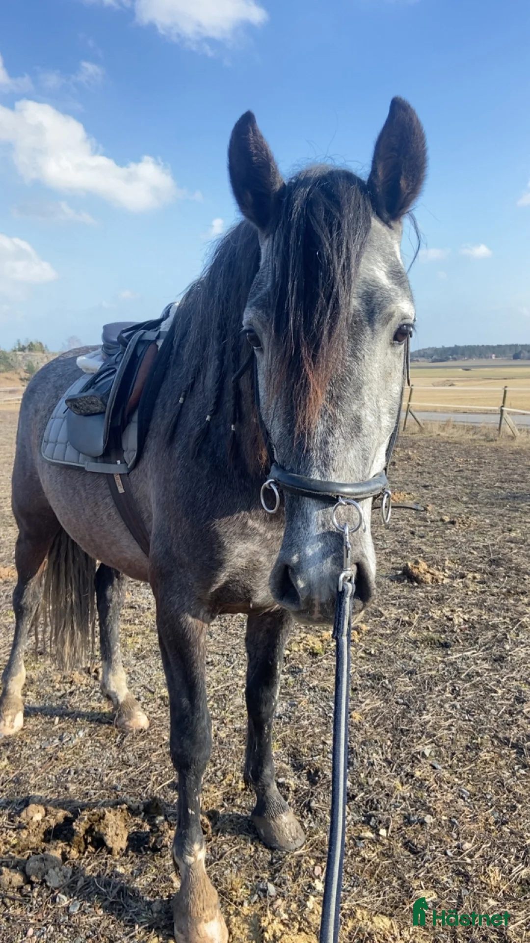 Allround hästar till salu: PRE hingst - Annons 2