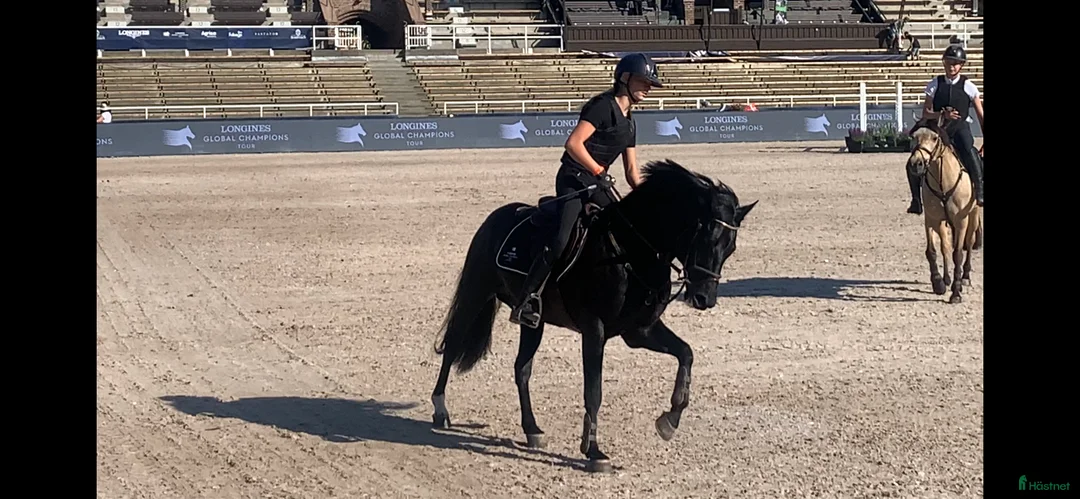 Hoppning hästar till salu: Läromästare och bästa vän!! - Annons 6