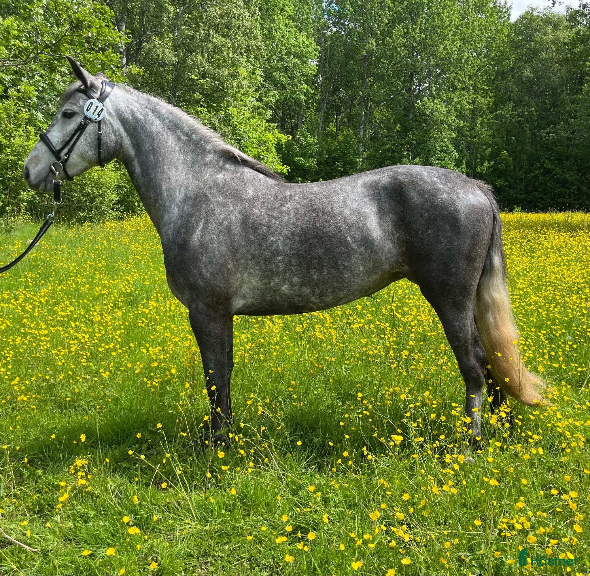  hästar Svenskfödd connemara med fin stamtavla - Annons 2
