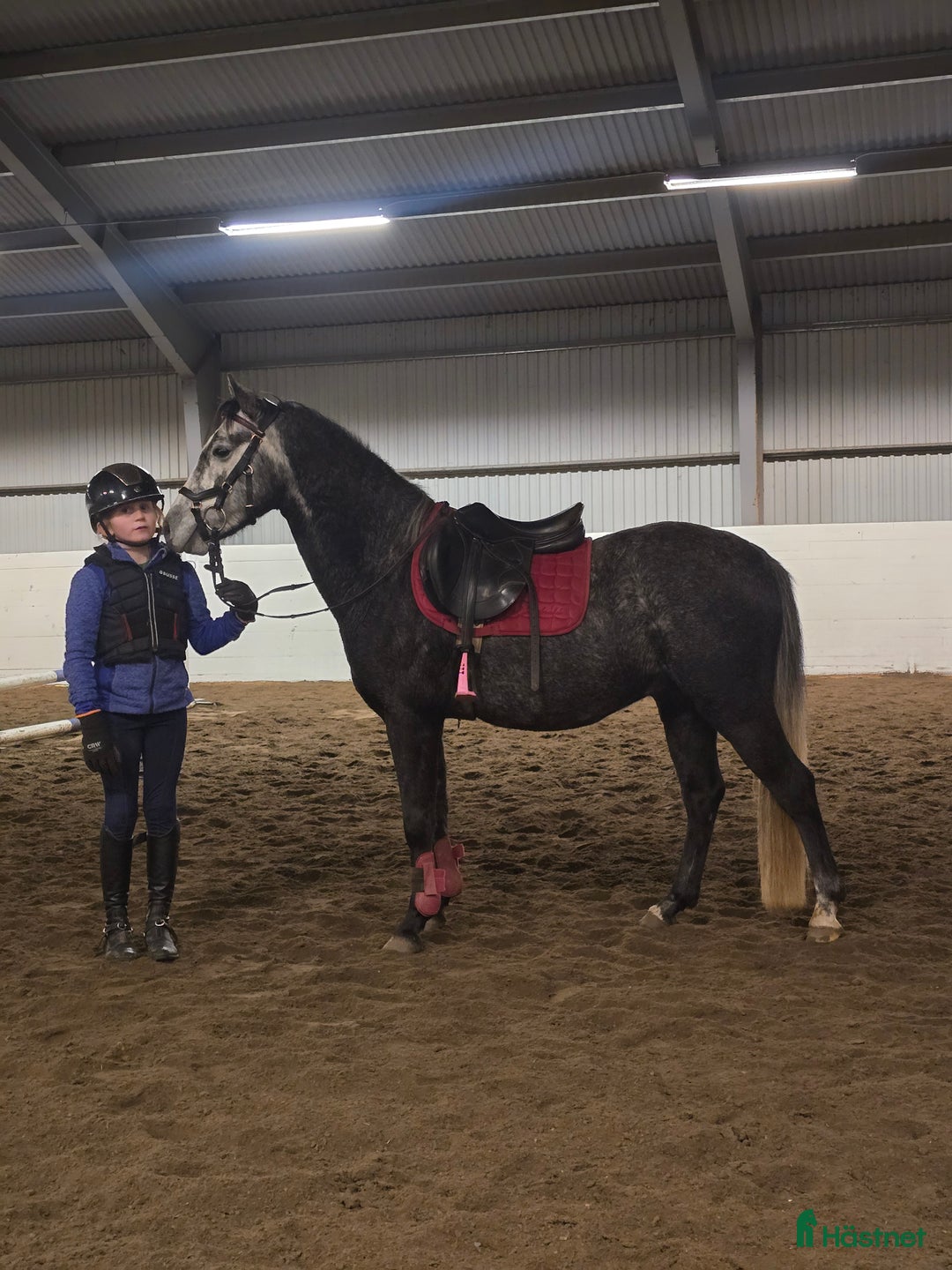 Hoppning hästar sökes: Hopphäst sökes för byte i Deje - Annons 1