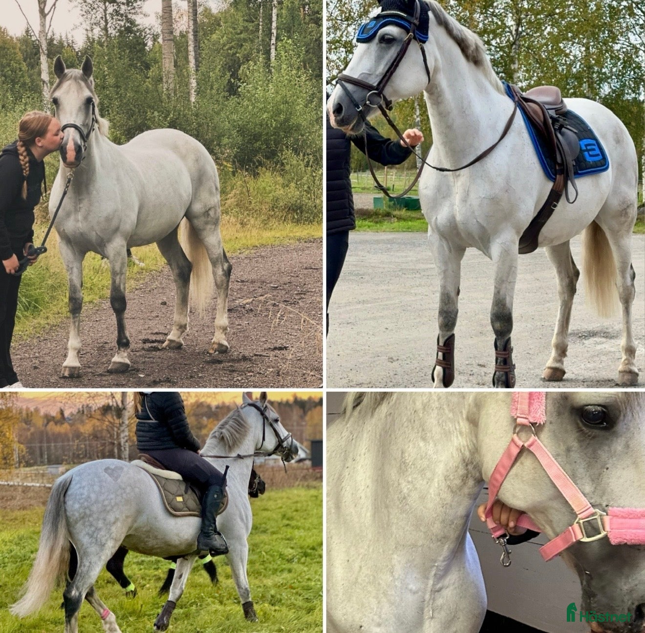  hästar Maxat Svenskfödd D ponny sto i Ljusdal - Annons 17