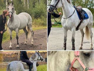 hästar Maxat Svenskfödd D ponny sto i Ljusdal - Annons 13