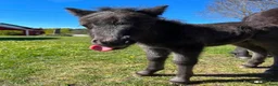 Allround hästar till salu: Charmigt shetlandsponnyföl med fin stam - Annons 6
