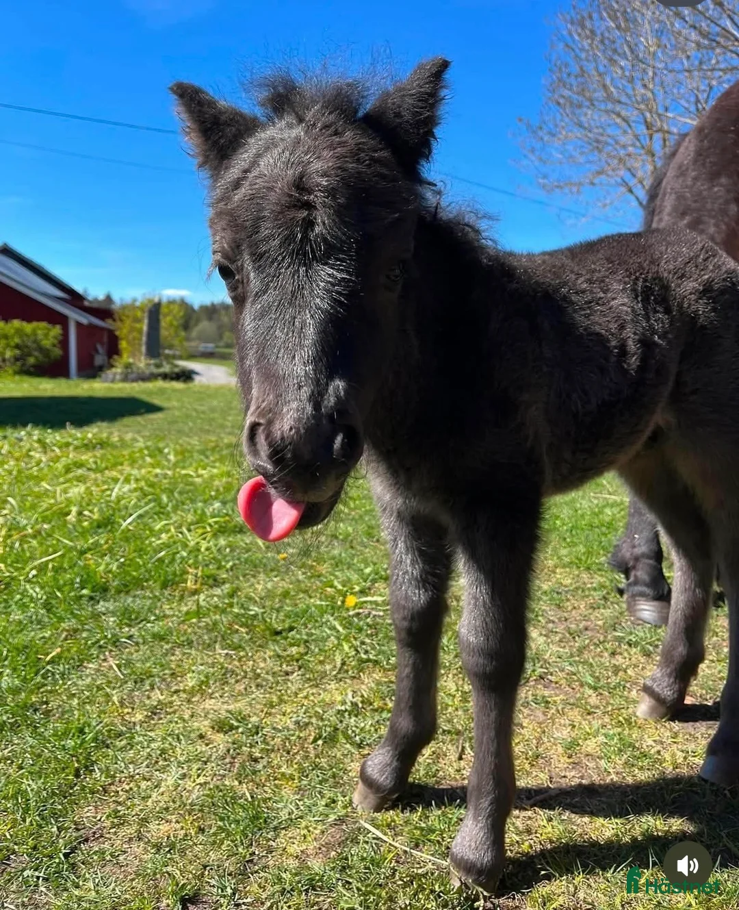 Allround hästar till salu: Charmigt shetlandsponnyföl med fin stam - Annons 6