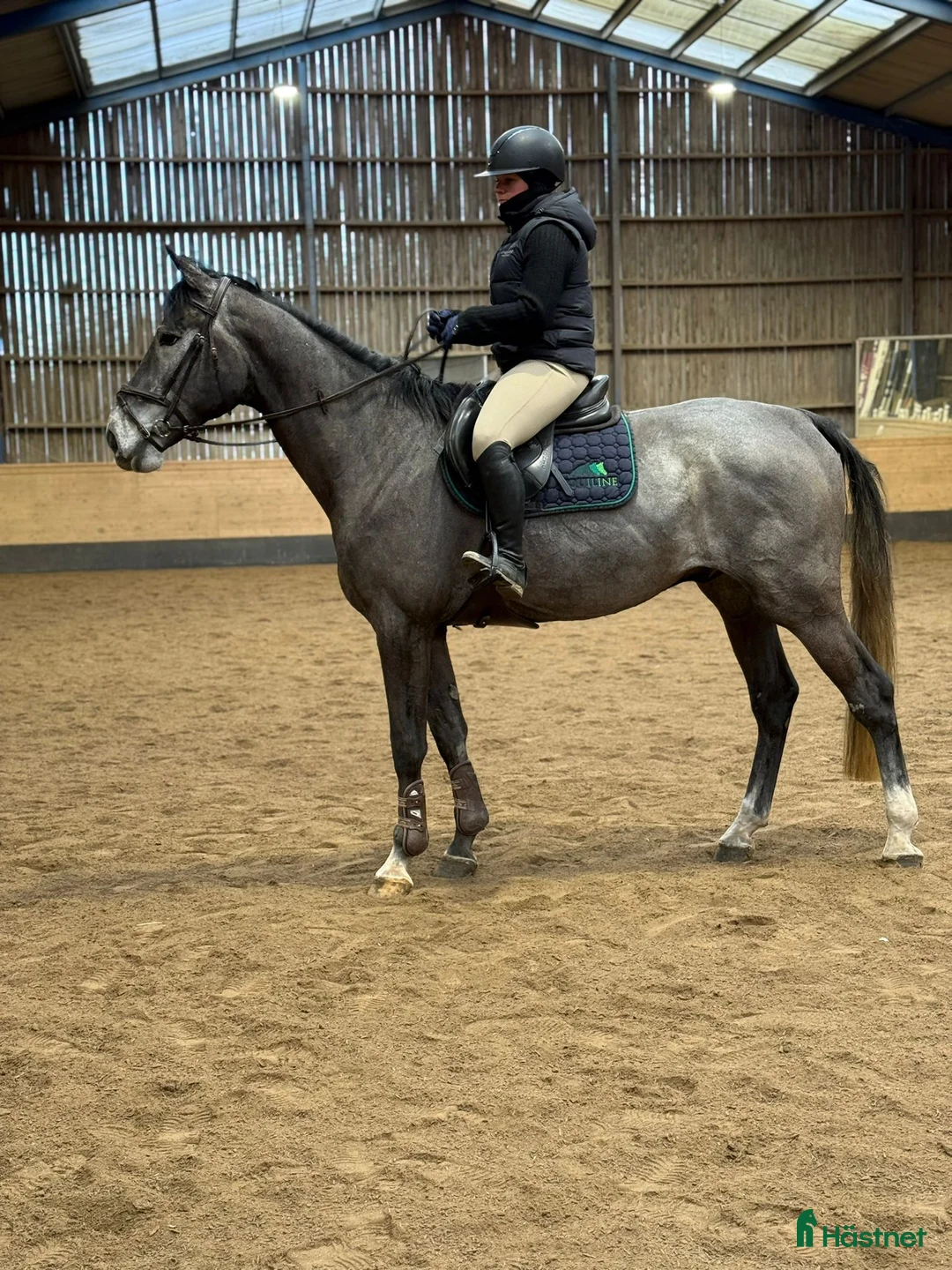 Allround hästar till salu: Trevlig allroundhäst/verksamhetshäst  - Annons 2