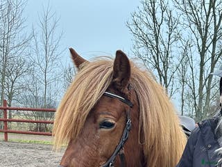 hästar Underbart ungsto! - Annons 2