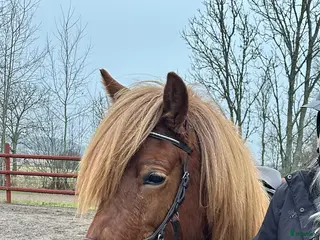 hästar Underbart ungsto! - Annons 2