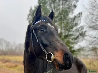 hästar Högrest känslig valack - Annons 4