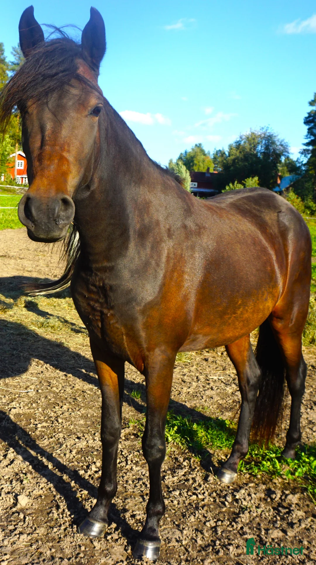 Allround hästar till salu: 5 Paso Finos en eller fler - Annons 9