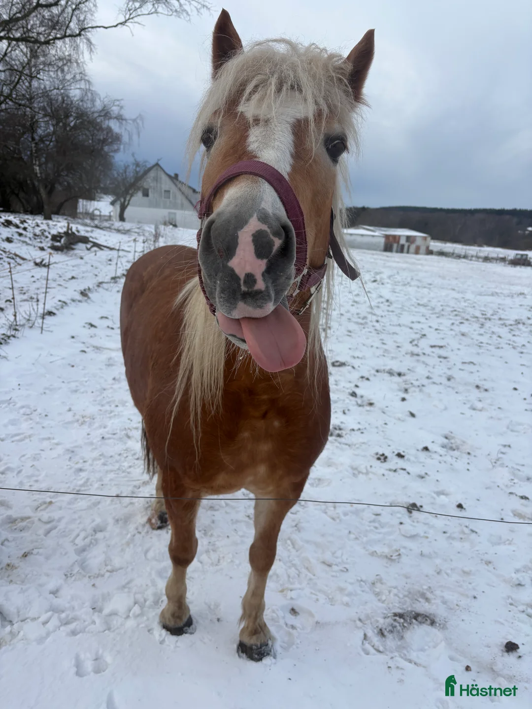 Allround hästar till salu: Sød hoppe man selv kan forme og uddanne  - Annons 2