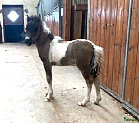  hästar Mycket trevligt hingstföl Reg. AMHA.  - Annons 3