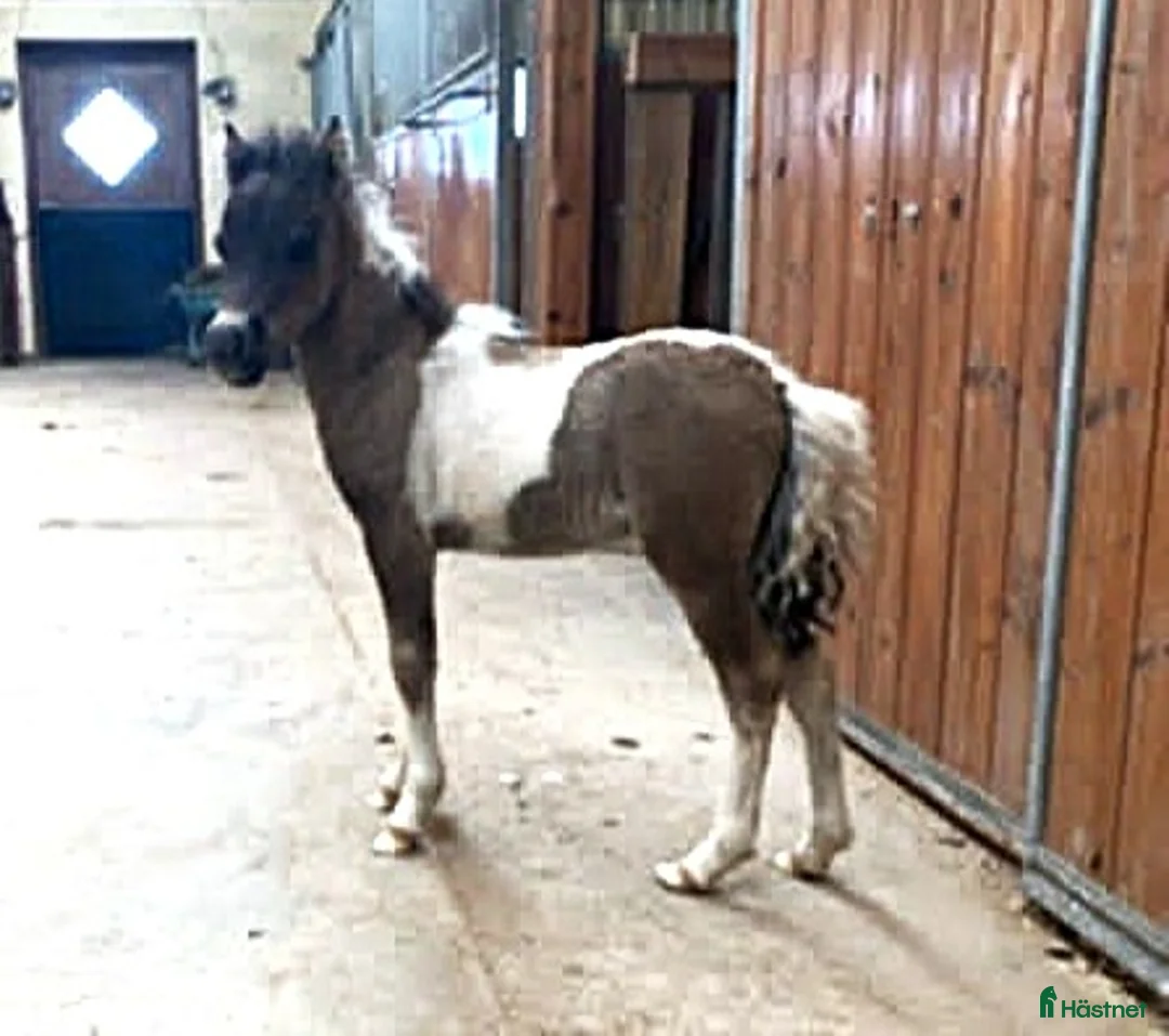 Allround hästar till salu: Mycket trevligt hingstföl Reg. AMHA.  - Annons 1