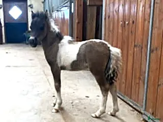 hästar Mycket trevligt hingstföl Reg. AMHA. - Annons 3