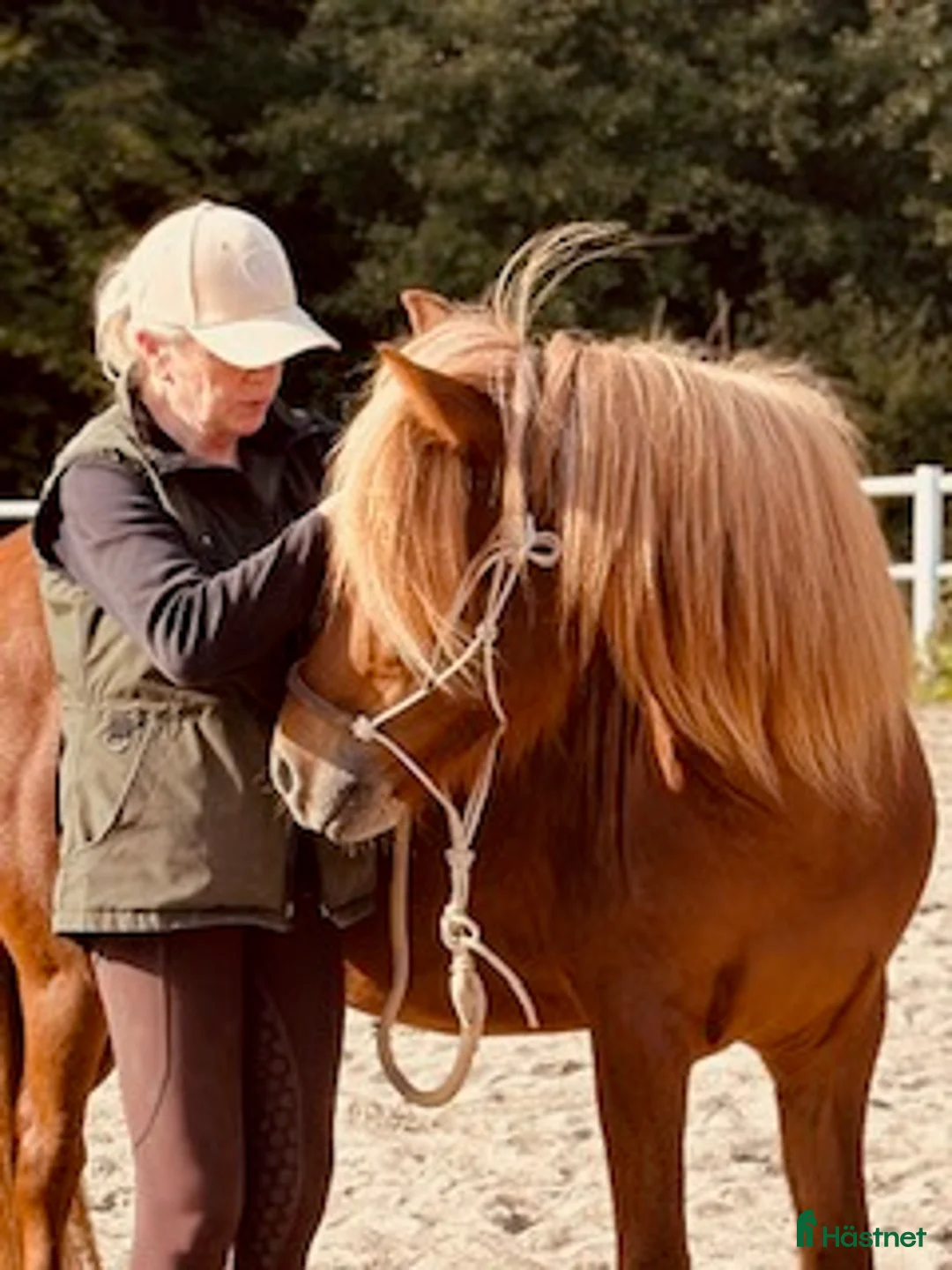 Island hästar till salu: Underbart ungsto! - Annons 10