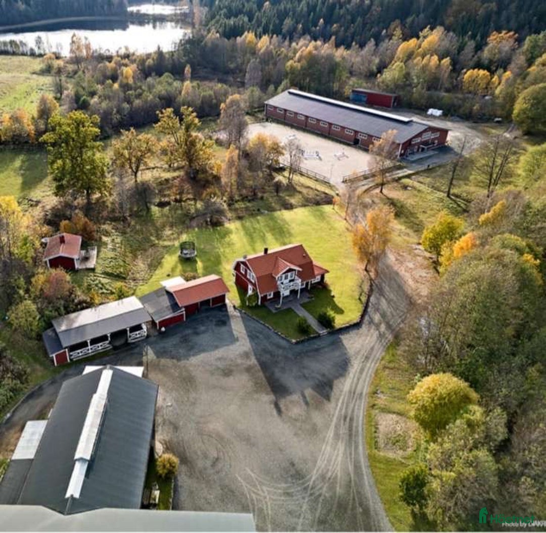  hästservice finnes: Utbildning, Försäljning, Tävling i Sparsör - Annons 2