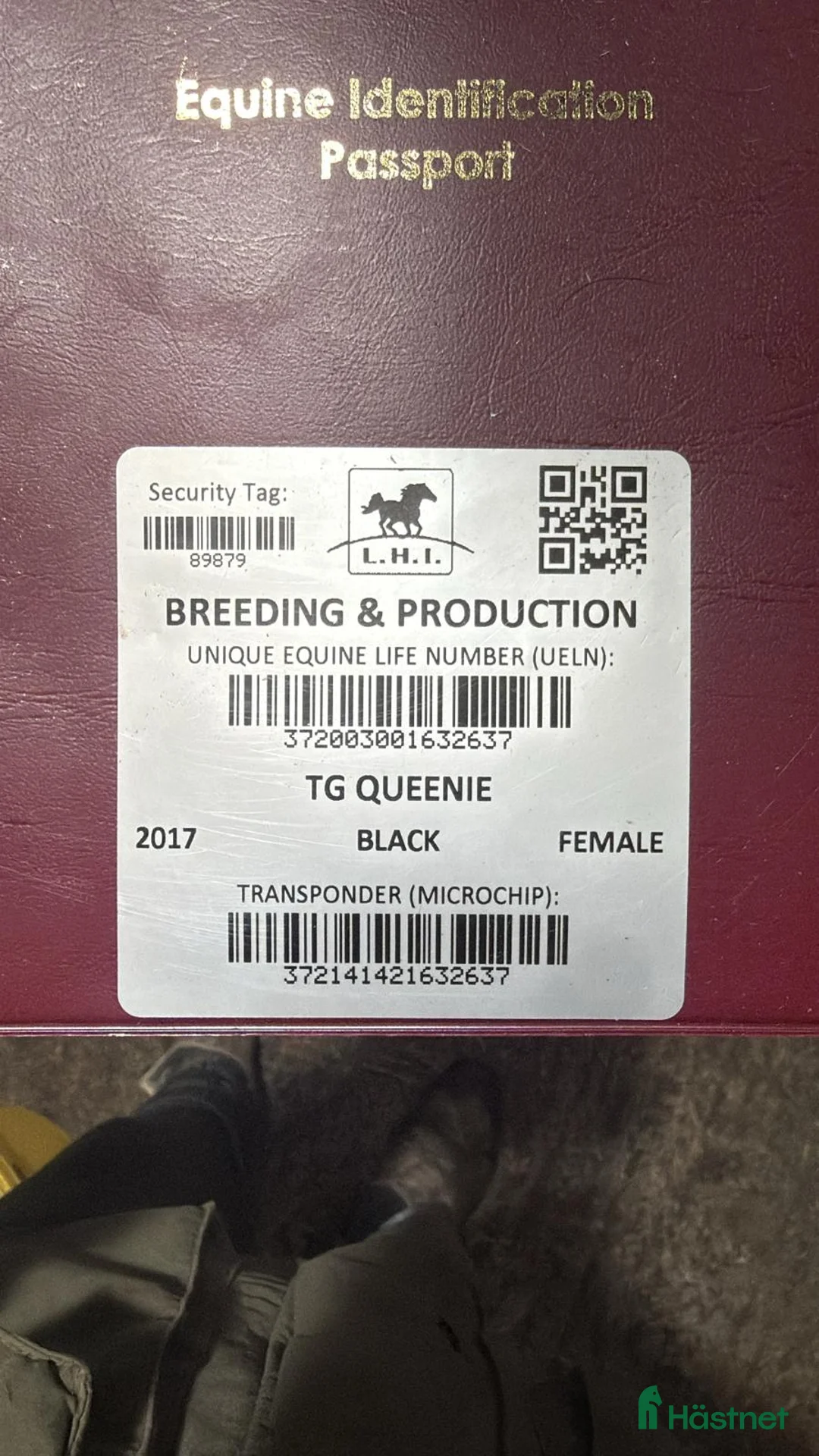 Hoppning hästar till salu: Ljuvligt Sto ⭐️ i Valbo - Annons 2