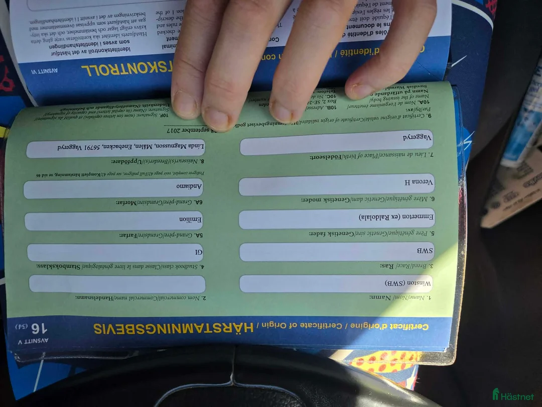 Allround hästar till salu: Gentleman som blir vad du gör honom  i Fagerhult - Annons 2