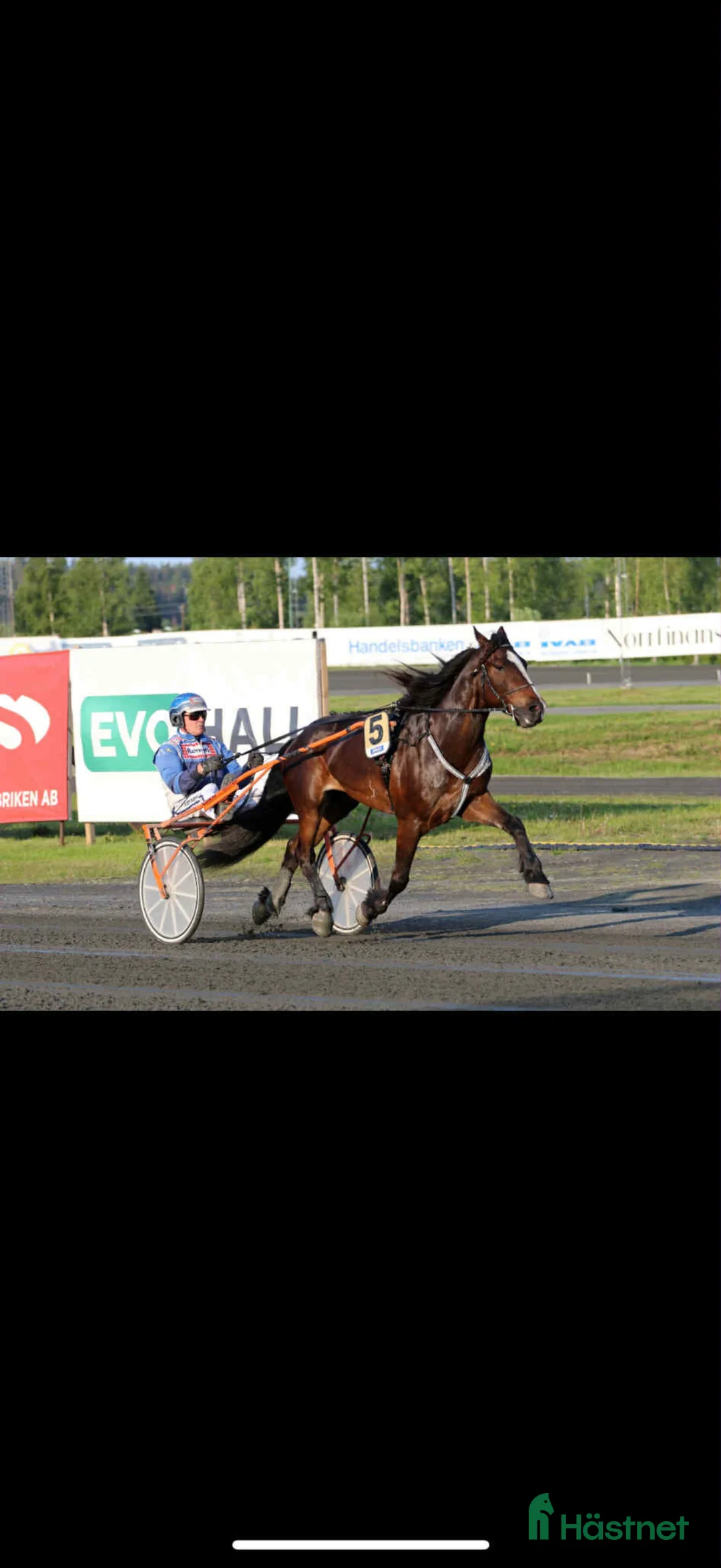 Allround hästar till salu: Kolla hit!  - Annons 4