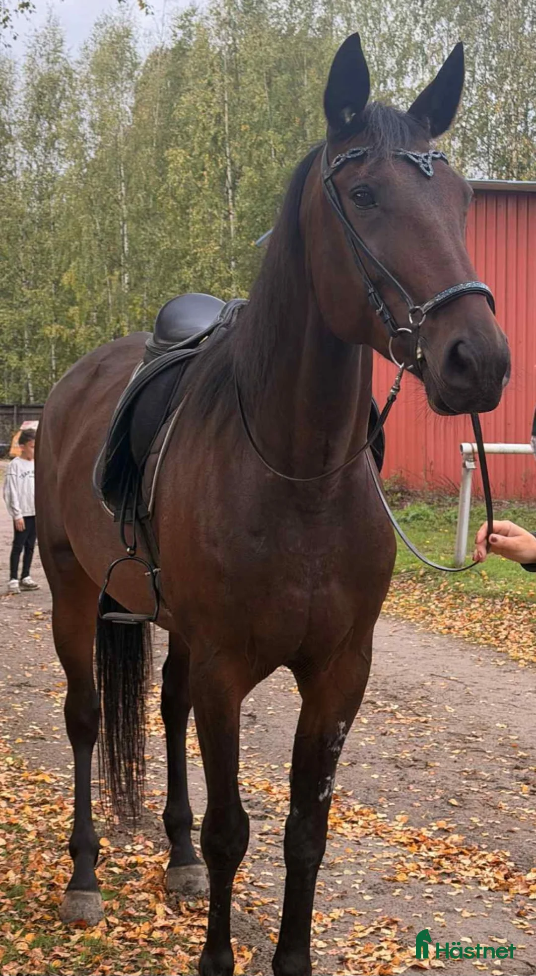 Allround hästar till salu: Varmblodssto 8år i Söderala - Annons 1