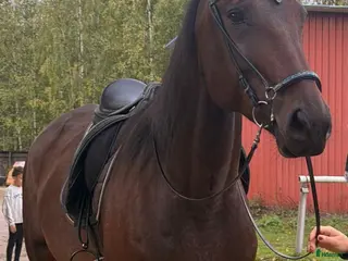 hästar Varmblodssto 8år i Söderala - Annons 23