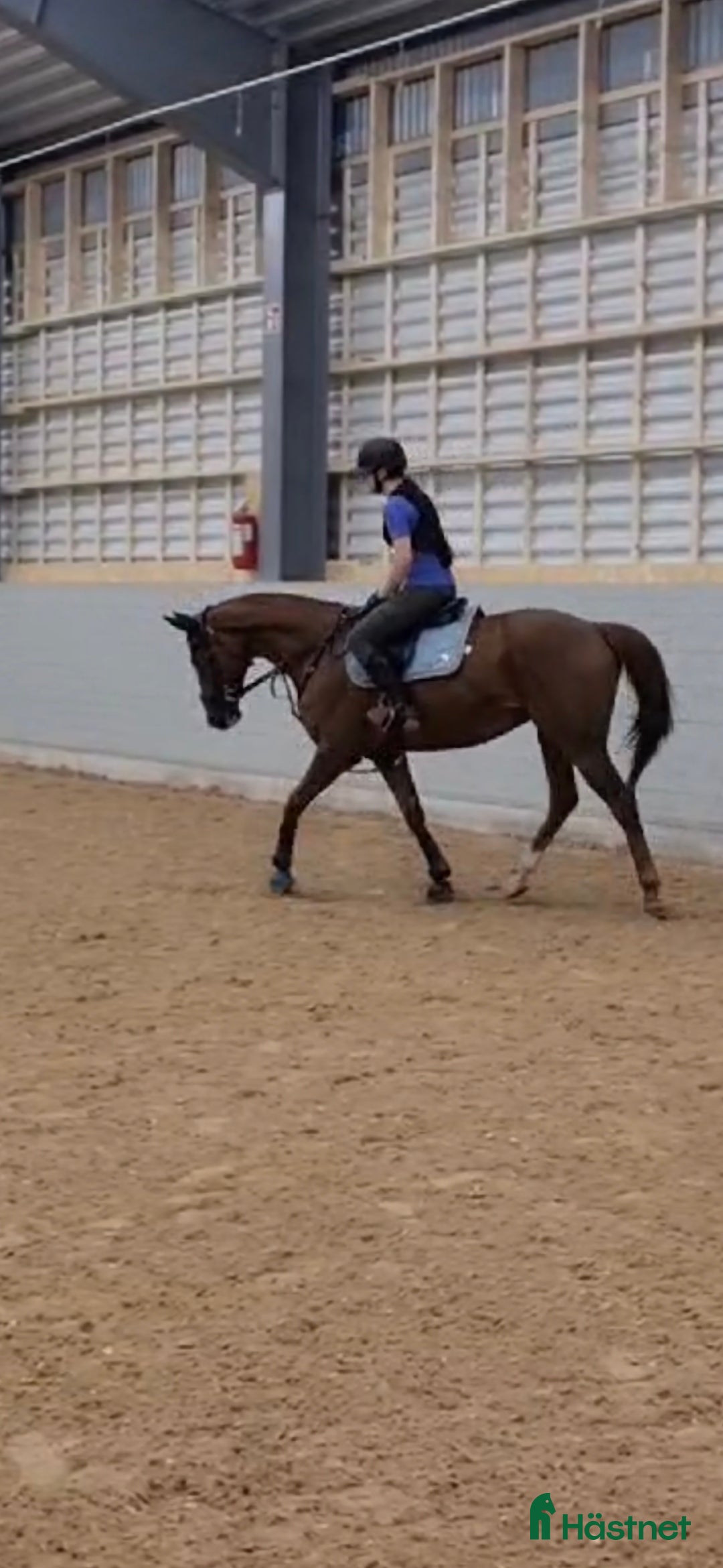 Hoppning hästar till salu: Potential showjumper - Annons 5