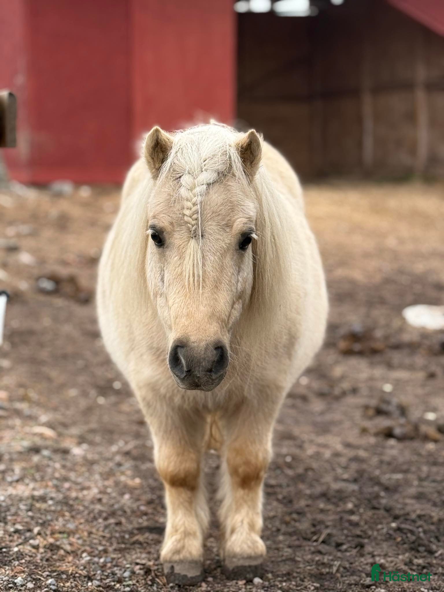  hästar Supercharmig shettis - Annons 4