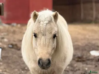 hästar Supercharmig shettis - Annons 4