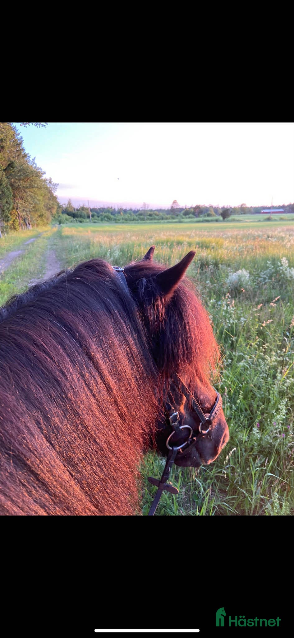  hästar Muni från Örvik  - Annons 12