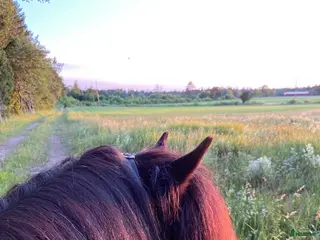 hästar Muni från Örvik - Annons 12