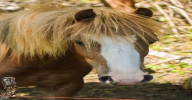  hästar i Gävle - Annons 9